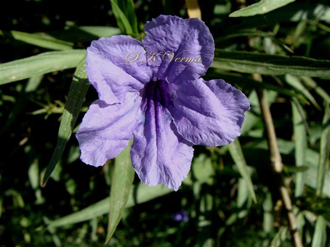  Flower